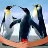 Thomas Pigott755 - @thomaspigott1 - TikTok