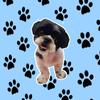 Thomas Thor Pimentel 🐾 - @thomaspimentell_ - TikTok