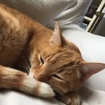 Thomas Pitman - @thomas_brought2ubygoodwill - Instagram