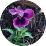 Thomas Place Garden - @thomasplacegarden - Instagram