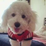 ThomasThePoddle - @thomasthepoddle - Instagram
