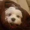 Thomas - @thomasandpounder - TikTok