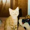 literallyatalkingbox - @thomaspridemore55 - TikTok