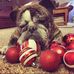 Tom Pulice - Facebook