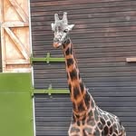 Thomas Quail - @thomas_the_quail - Instagram