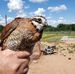 Thomas Quail Farm - Facebook