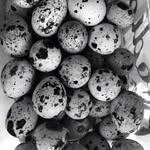 Thomas Quails - @thomasquails - Instagram