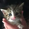thomasramonalembke - @mybestfriendforever0 - TikTok