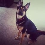 Thomas Rapoza - @thomasrapoza - Instagram