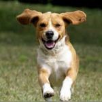 Thomas Rauh - @ragingdoglover331 - Instagram
