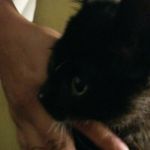 Max Thomas Razo - @maxtheblackpanther - Instagram