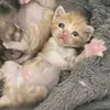 Thomas Rego - @thomas.rego6 - TikTok