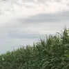 Thomas Reinders - @krauzlertv - TikTok