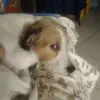 thomasrestuccia79 - @thomasrestuccia79 - TikTok