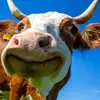 Dillon Revell - @dillon_thomas_revell - TikTok