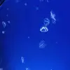 ThomasRex26 - @thomasrex - TikTok