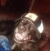 Thomas The Rink Dog - Facebook