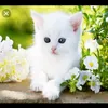rinnuthomas96 - @thomasrinnu - TikTok