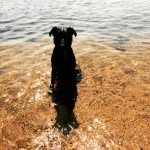 Thomas Rosevear - @molly.the.kelpie - Instagram