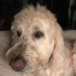 Thomas Howell Rossiter - @thomas.h.rossiter - Instagram
