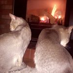 Thomas O'Malley & Rue - @thomas.rue.family - Instagram