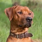 Thomas Rühl - @rhodes_ridgeback - Instagram