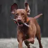 Apple User384543657 - @thomas.trumble - TikTok
