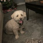 Thomas santucci - @picturemania1 - Instagram