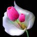 Thomas Scaria - Facebook