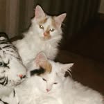 Thomas Schaar - @schaarthomas - Instagram