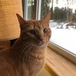 gizmo thomas schack - @gizzy_gizmo101 - Instagram