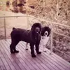 Thomas Schild - @wauzie67 - TikTok