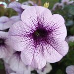 Thomas Schmeling - @schmeling45721 - Instagram