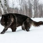 Thomas schooler - @loveable_bear_for_shelby - Instagram