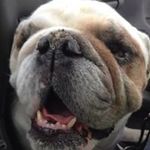 Thomas Schranz - @bossy_33 - Instagram