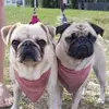 Mops - @thomasschulzering - TikTok