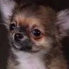 thomasschulze2265 - @thomasschulze2265 - TikTok