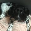 Thomas Seagrave - @ilovedogs9750 - TikTok