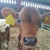 Thomas sealey_ - @thomassealey_ - TikTok