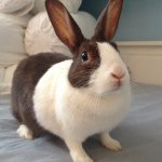 Thomas Self - @thomastherabbit - Instagram