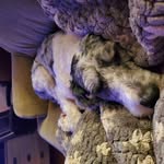 Thomas G. Sellitto - @tdog77tdog77 - Instagram