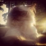 thomas sergio™ - @thomas_sergio_the_cat - Instagram
