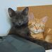 Thomas Sessa - Facebook