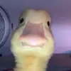 DuckDaddyFan - @thomas.sheehan7 - TikTok