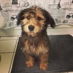 Thomas Shepherd - @thomas_the_dachapoo_terrier - Instagram