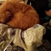 thomasshipley61 - @thomasshipley61 - TikTok