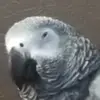 Thomas Shore - @thomas.shore - TikTok