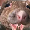 Le rat professionnel - @thomassikora7 - TikTok