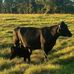 The Thomas Six Ranch - Facebook