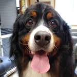 Thomas Smith - @wet.whiskers - Instagram